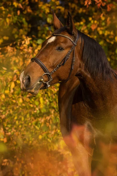 自然の中で暖かい馬背景 — ストック写真