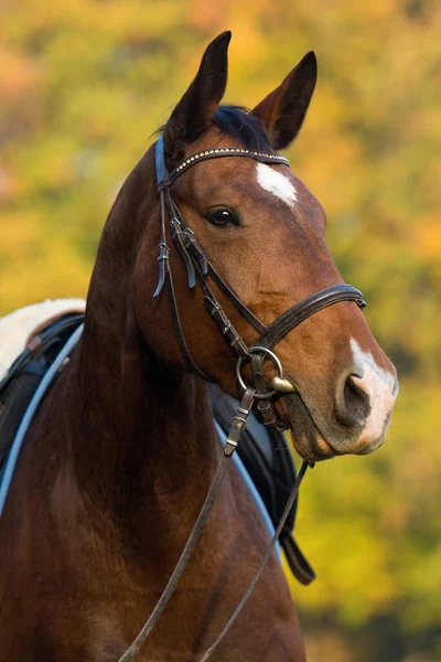 Warmblood Horse Nature Background — Zdjęcie stockowe