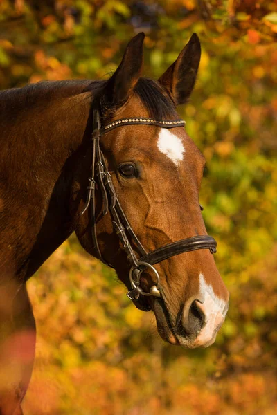 Warmblood Horse Nature Background — Zdjęcie stockowe