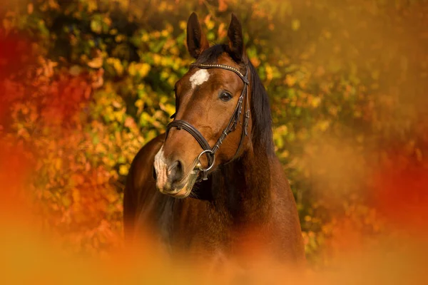 自然の中で暖かい馬背景 — ストック写真