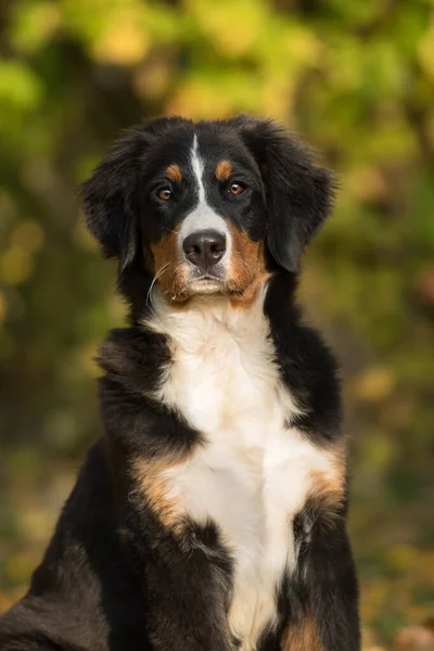 Bernese Mountain Dog Őszi Táj — Stock Fotó
