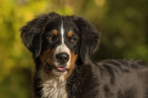 Berner Sennenhund Herbstlicher Landschaft — Stockfoto