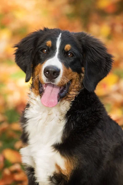 Bernese Mountain Dog Otoño Paisaje —  Fotos de Stock