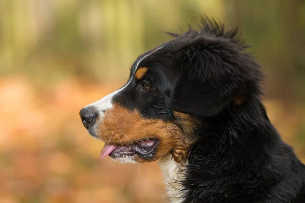 Bernese Mountain Dog Őszi Táj — Stock Fotó