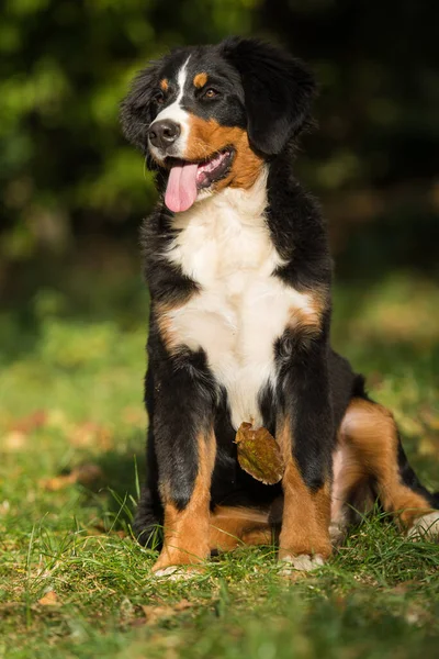 Bernese Mountain Dog Otoño Paisaje —  Fotos de Stock