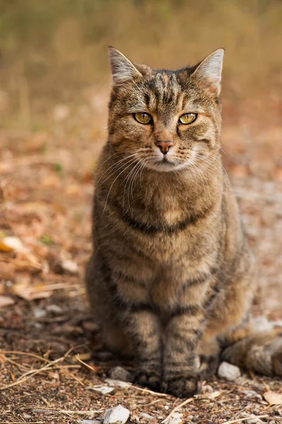 Yetişkin Kedi Doğada — Stok fotoğraf