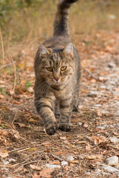 Yetişkin Kedi Doğada — Stok fotoğraf