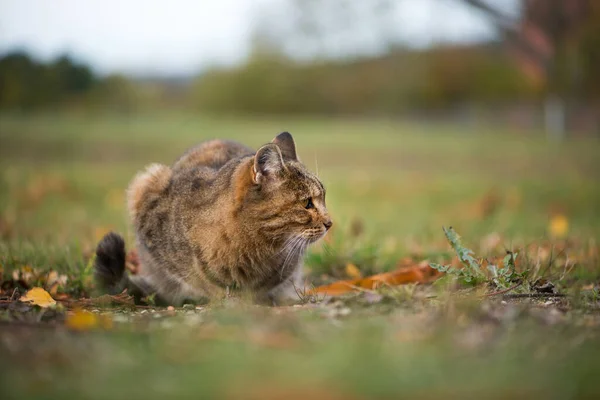 Ausgewachsene Katze Der Natur — Stockfoto