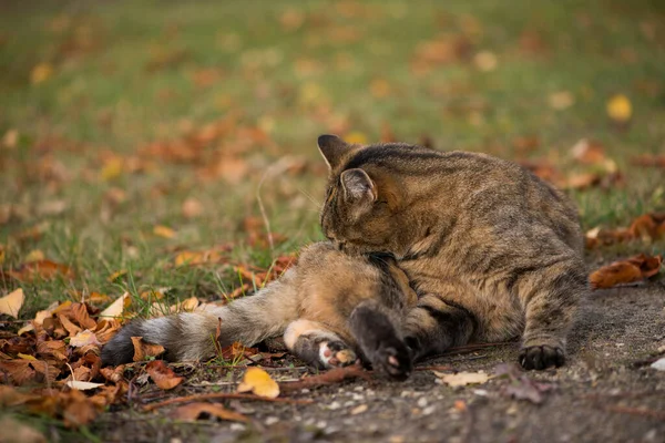 Ausgewachsene Katze Der Natur — Stockfoto