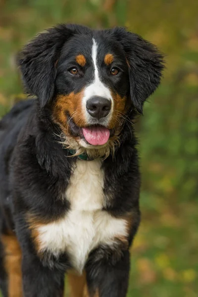 オータムガーデンのベルネーゼ山犬 — ストック写真