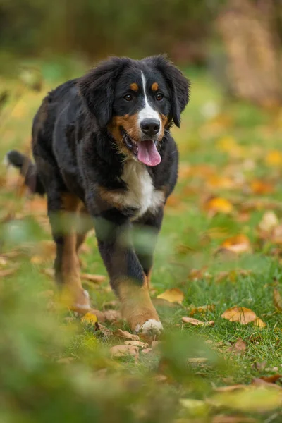 オータムガーデンのベルネーゼ山犬 — ストック写真