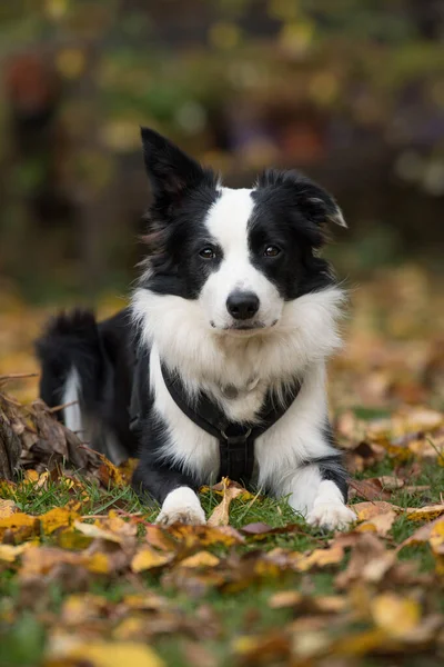Border Collie Hund Herbstlicher Landschaft — Stockfoto