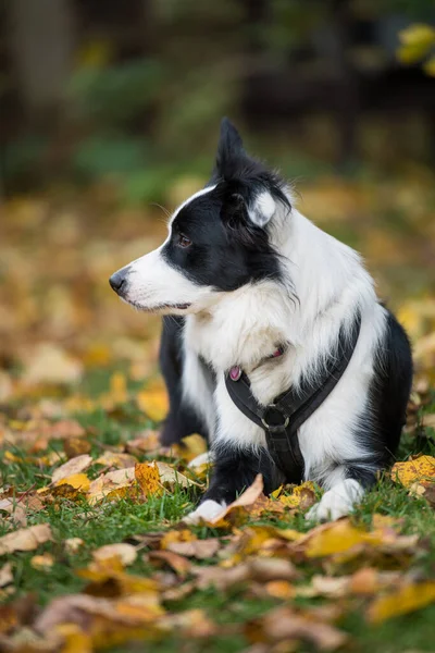 Border Collie Pies Jesiennym Krajobrazie — Zdjęcie stockowe