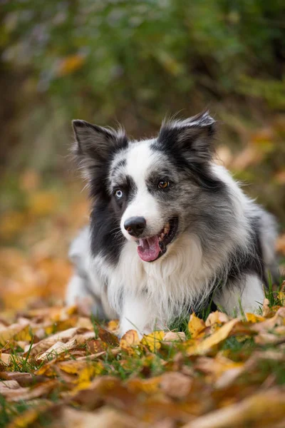 Border Collie Pies Jesiennym Krajobrazie — Zdjęcie stockowe