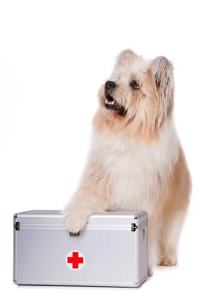 白い背景に応急処置キットと犬 — ストック写真