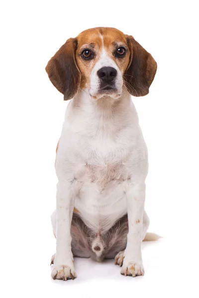 Adulto Cão Beagle Sentado Isolado Fundo Branco — Fotografia de Stock