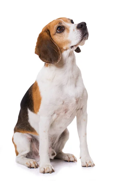 Perro Beagle Adulto Sentado Aislado Sobre Fondo Blanco Mirando — Foto de Stock