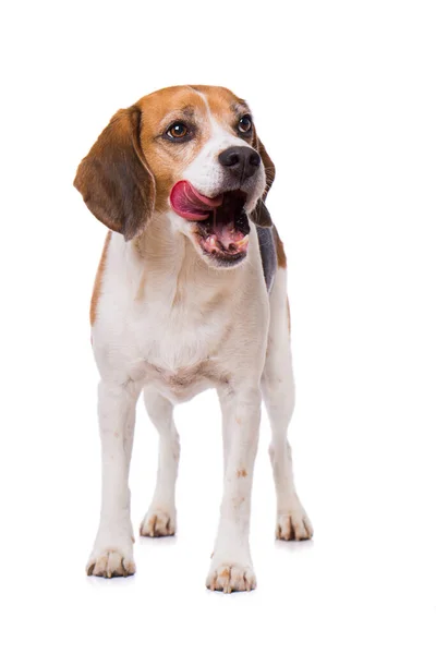 Lamiendo Perro Beagle Pie Aislado Sobre Fondo Blanco — Foto de Stock