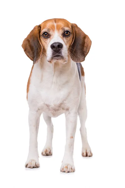 Adult Beagle Dog Standing Isolated White Background Looki — Stock Fotó