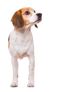 Yetişkin av köpeği beyaz arka planda tek başına duruyor.