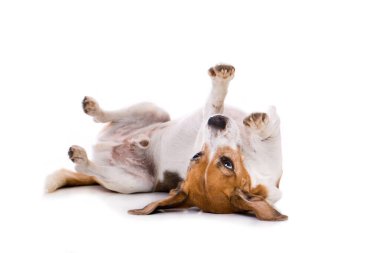 Yetişkin av köpeği beyaz arka planda tek başına yatıyor.