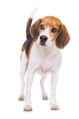 Yetişkin av köpeği beyaz arka planda tek başına duruyor.