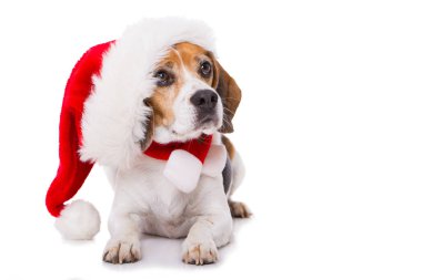 Beyaz arka planda izole bir şekilde duran Noel Baba şapkalı yetişkin av köpeği.
