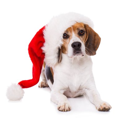Beyaz arka planda izole bir şekilde duran Noel Baba şapkalı yetişkin av köpeği.