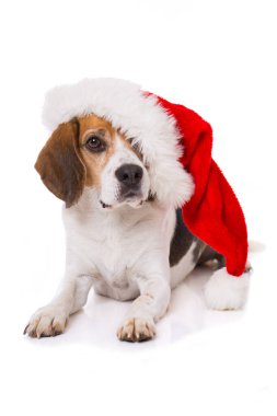 Beyaz arka planda izole bir şekilde duran Noel Baba şapkalı yetişkin av köpeği.