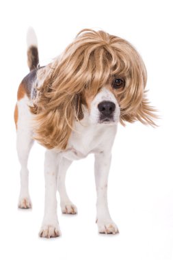 Beyaz arka planda peruklu yetişkin av köpeği.