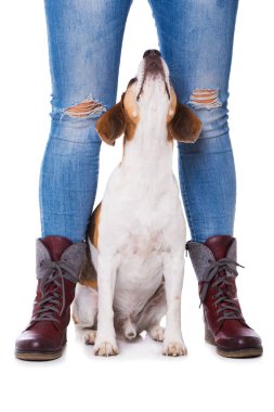 Yetişkin av köpeği beyaz arka planda tek başına oturuyor.