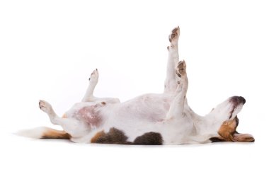 Yetişkin av köpeği beyaz arka planda tek başına yatıyor.