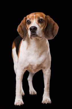 Siyah arka planda yetişkin av köpeği