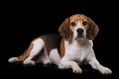 Siyah arka planda yetişkin av köpeği