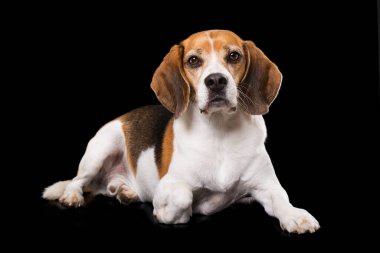 Yetişkin av köpeği siyah arka planda yatıyor.