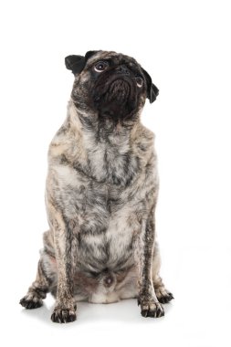 Beyaz arkaplanda yetişkin pug