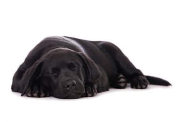 Labrador köpek yavrusu beyaz arkaplanda izole edildi