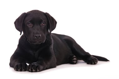 Labrador köpek yavrusu beyaz arkaplanda izole edildi