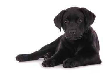 Labrador köpek yavrusu beyaz arkaplanda izole edildi
