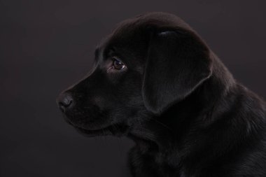 Siyah arka planda Labrador köpeği
