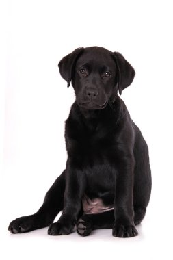 Labrador köpek yavrusu beyaz arkaplanda tek başına oturuyor