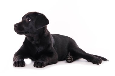 Labrador köpek yavrusu beyaz arkaplanda izole edildi