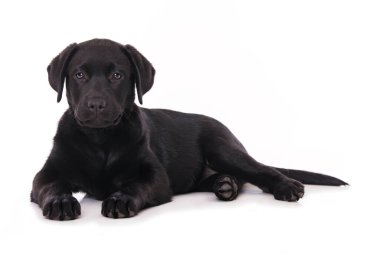Labrador köpek yavrusu beyaz arkaplanda izole edildi