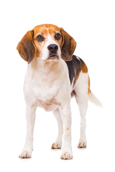 Adulto Cane Beagle Isolato Sfondo Bianco — Foto Stock