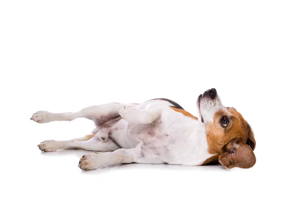 Cane Adulto Beagle Sdraiato Sul Retro Isolato Sfondo Bianco — Foto Stock