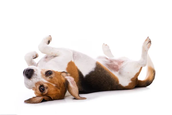 Cane Adulto Beagle Sdraiato Sul Retro Isolato Sfondo Bianco — Foto Stock