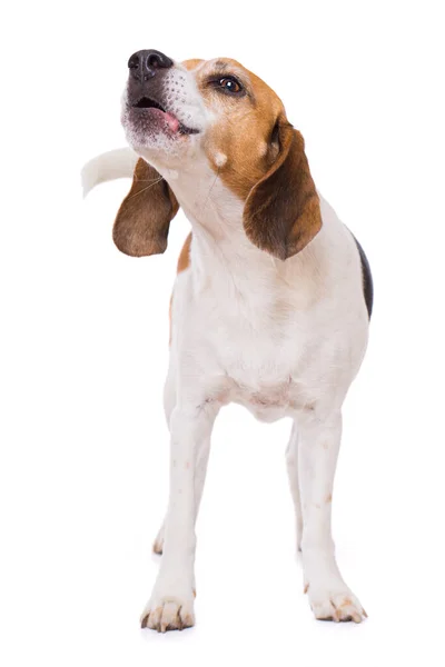 Perro Beagle Adulto Pie Aislado Sobre Fondo Blanco — Foto de Stock