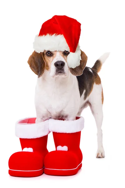 Erwachsener Beagle Hund Steht Isoliert Auf Weißem Hintergrund — Stockfoto