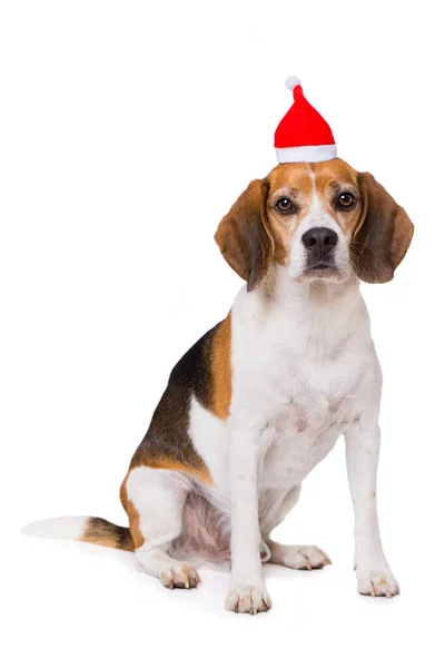 Erwachsene Beagle Hund Isoliert Auf Weißem Hintergrund — Stockfoto