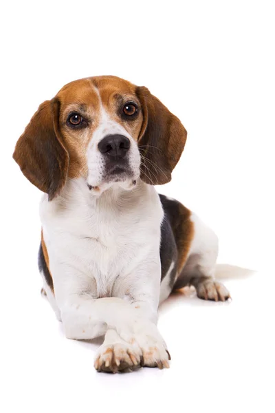 Adulto Cane Beagle Isolato Sfondo Bianco — Foto Stock